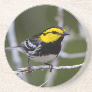 Kinney County, Texas. Golden-cheeked Warbler Coaster