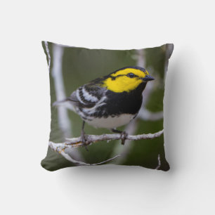 Kinney County, Texas. Golden-cheeked Warbler Cushion