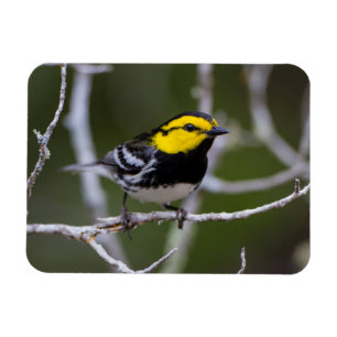 Kinney County, Texas. Golden-cheeked Warbler Magnet