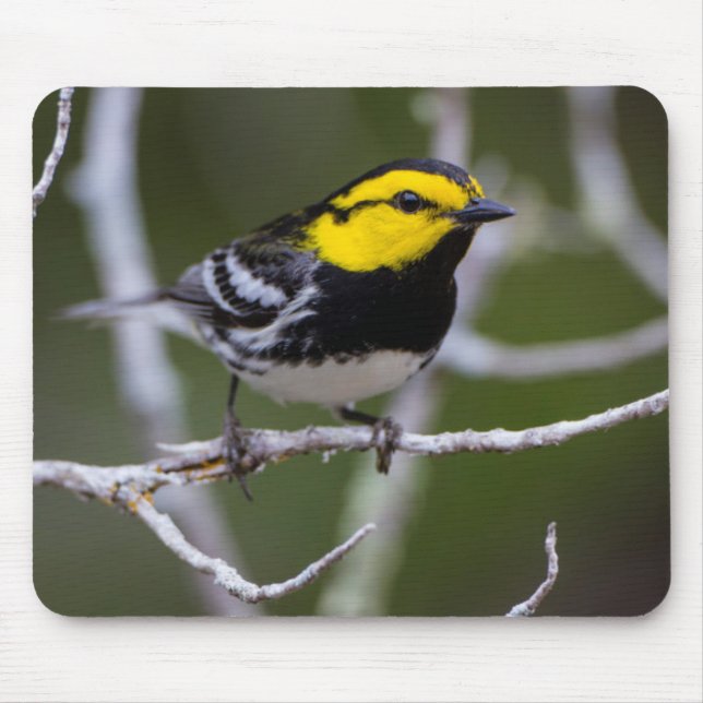 Kinney County, Texas. Golden-cheeked Warbler Mouse Pad (Front)