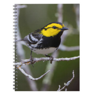 Kinney County, Texas. Golden-cheeked Warbler Notebook