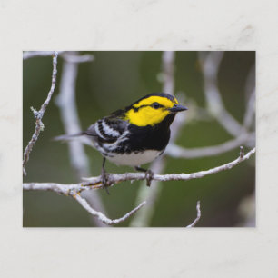 Kinney County, Texas. Golden-cheeked Warbler Postcard