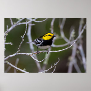 Kinney County, Texas. Golden-cheeked Warbler Poster