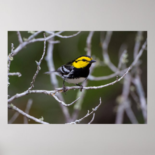 Kinney County, Texas. Golden-cheeked Warbler Poster (Front)