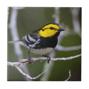 Kinney County, Texas. Golden-cheeked Warbler Tile