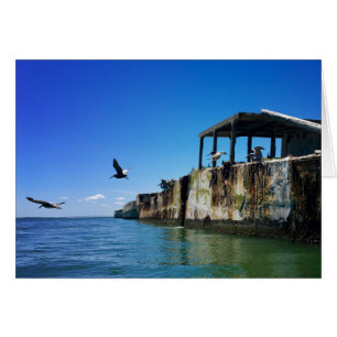 kiptopeke beach concrete ships and seagulls