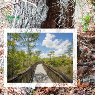 Kirby Storter Boardwalk, Big Cypress NP, Florida Postcard