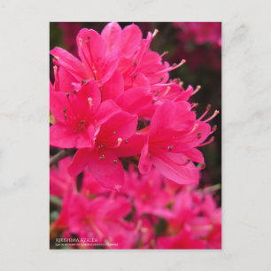 Kirishima Azalea:Postcard Postcard