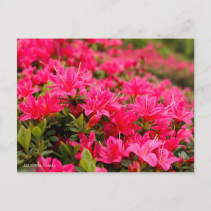 Kirishima Azalea [Postcard] Postcard