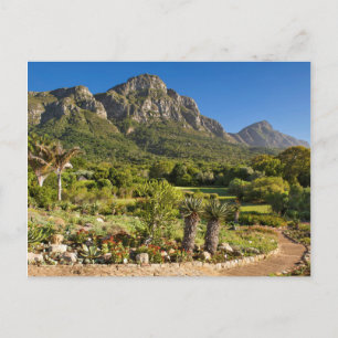 Kirstenbosch Botanic Gardens, Cape Town Postcard