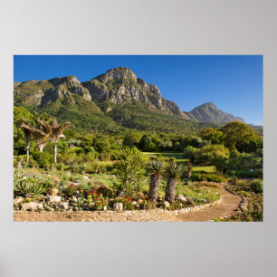 Kirstenbosch Botanic Gardens, Cape Town Poster