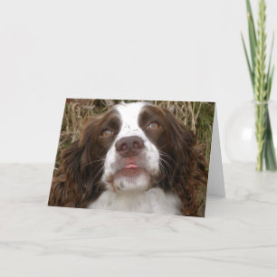 Kiss - English Springer Spaniel Greeting Card