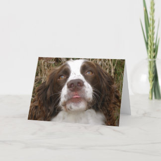 Kiss - English Springer Spaniel Greeting Card
