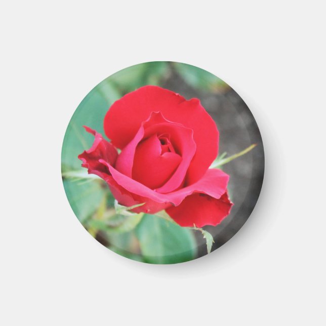 Kiss from a Red Rose   Magnet (Front)