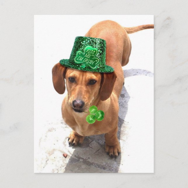 Kiss me I'm Irish Dachshund postcard (Front)