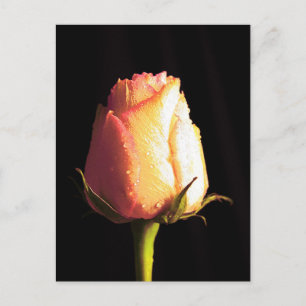 Kiss of Rain Postcard