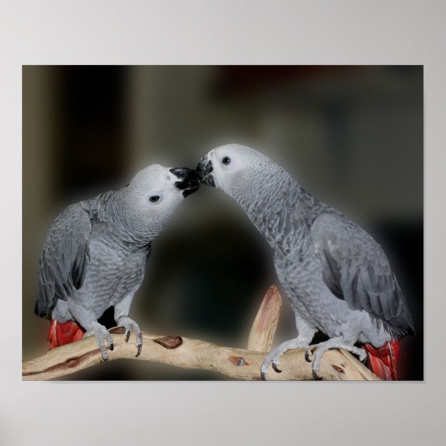 Kissing African Gray Parrots Cute Bird Poster (Front)