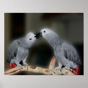Kissing African Grey Parrots Cute Bird Poster