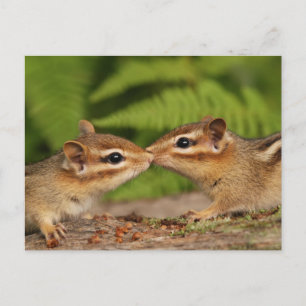 Kissing Baby Chipmunks Postcard