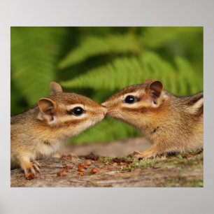 Kissing Baby Chipmunks Poster