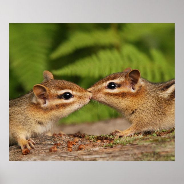 Kissing Baby Chipmunks Poster (Front)