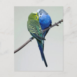 Kissing Budgies Postcard