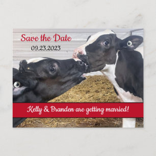 Kissing Calves Wedding Save the Date Postcard