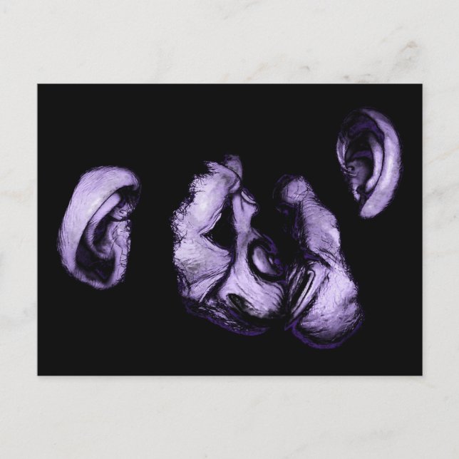 kissing chimpanzees postcard (Front)