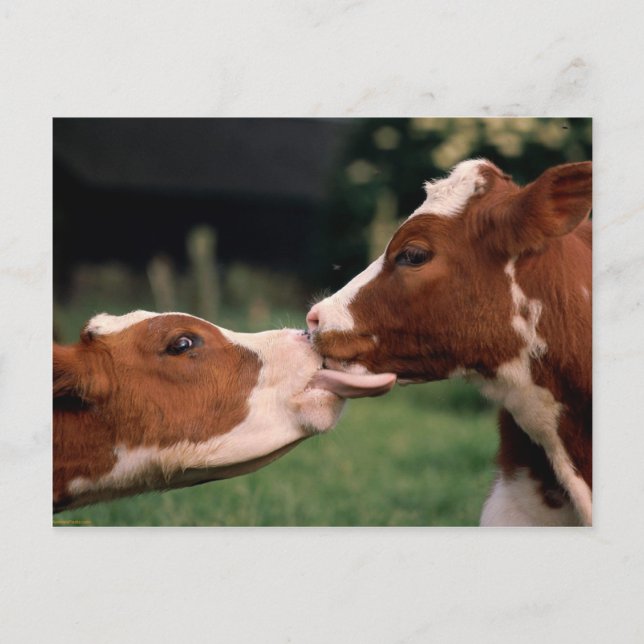 Kissing Cows Postcard (Front)