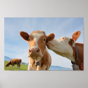 Kissing cows poster