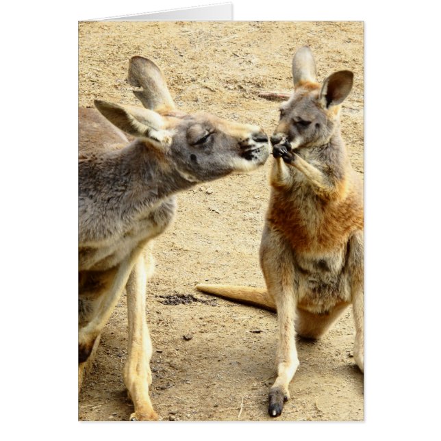 Kissing Kangaroos (Front)