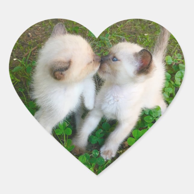 kissing kittens heart sticker (Front)