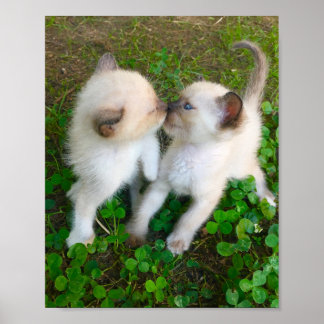 kissing kittens poster
