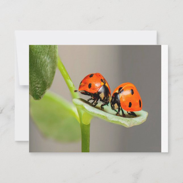 Kissing Ladybugs Card (Front)