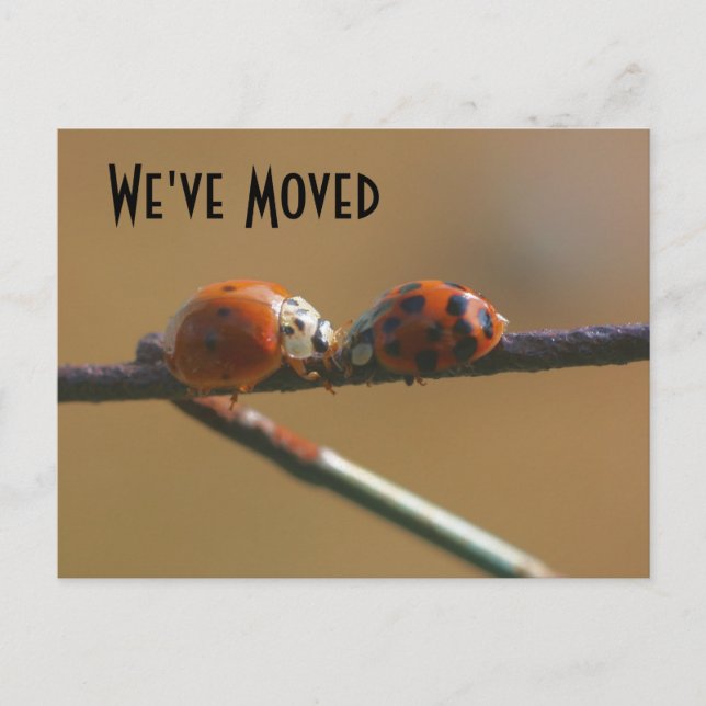 Kissing Ladybugs New Address Nature Announcement Postcard (Front)