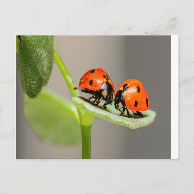 Kissing Ladybugs Postcard (Front)
