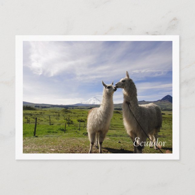 Kissing llamas Cotopaxi Ecuador Postcard (Front)