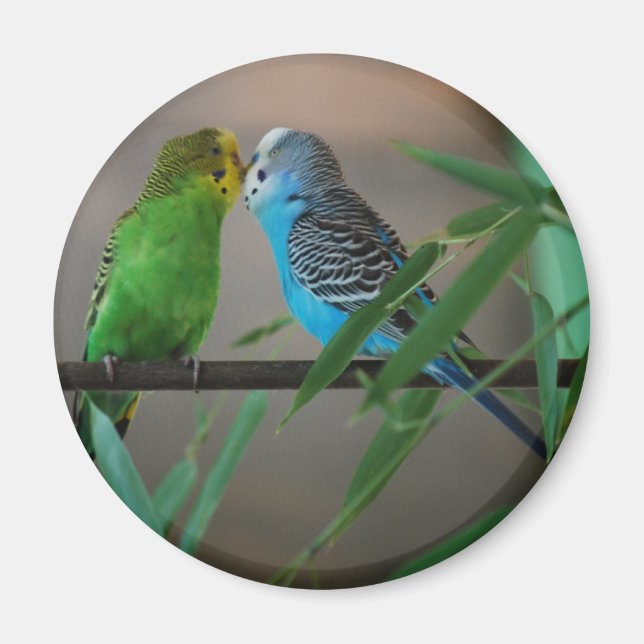 kissing parakeets magnet (Front)
