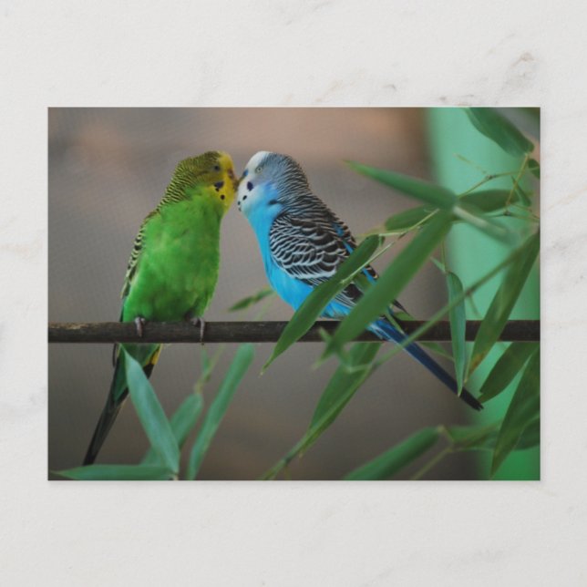 kissing parakeets postcard (Front)