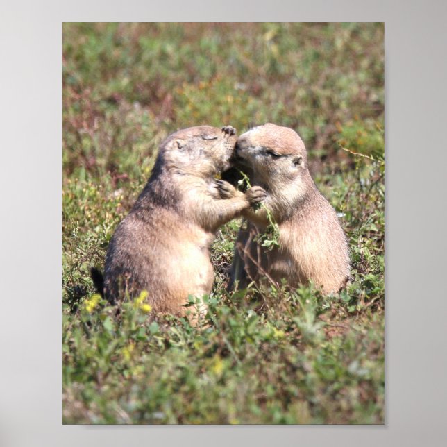 Kissing Prairie Dogs Poster (Front)
