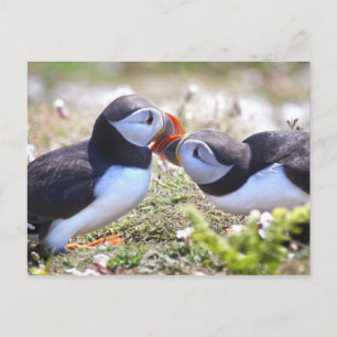 Kissing Puffins Postcard