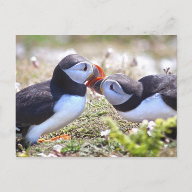 Kissing Puffins Postcard (Front)