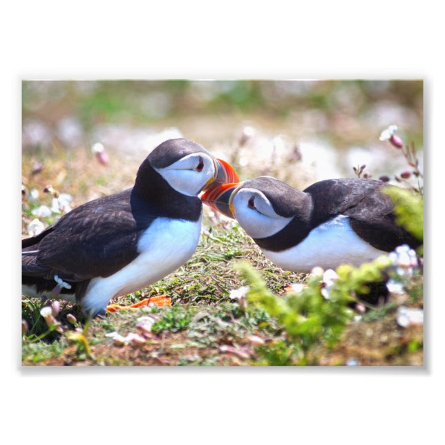 Kissing Puffins Print (Front)