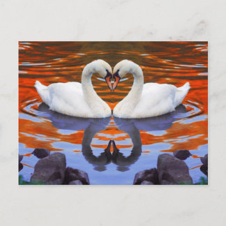 Kissing Swans in Love, Heart Shape Necks Postcard