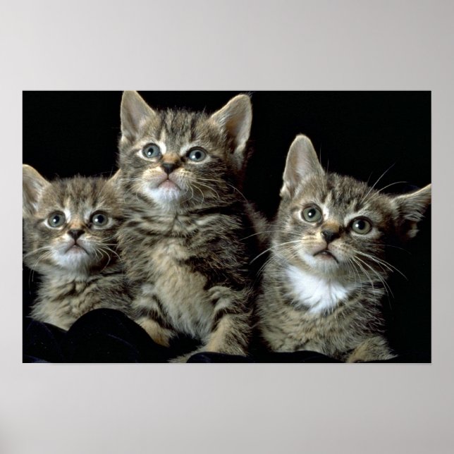 Kit Kat Club Poster (Front)