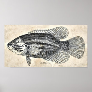 Kitchen Decor Wall Art Vintage Fish Mud Sunfish