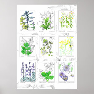 Kitchen Herbs Botanical Art Medicinal Plants Poster