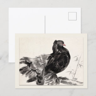 Kite an Indian Fantailed Pigeon Postcard