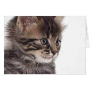kitten