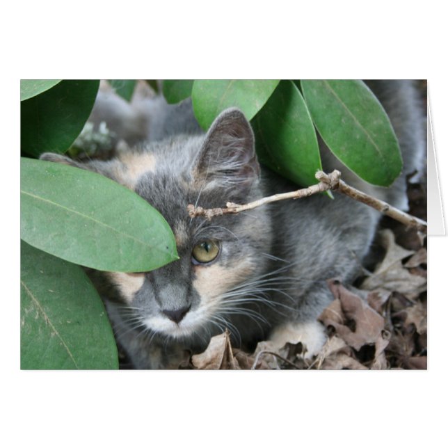 Kitten (Front Horizontal)